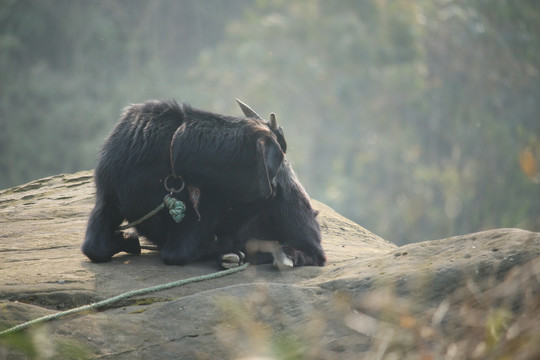 黑山羊