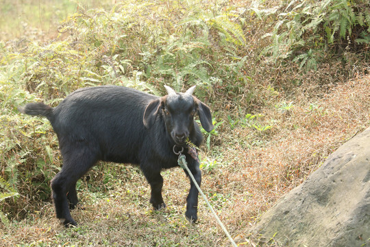 黑山羊