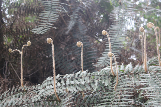 蕨类植物