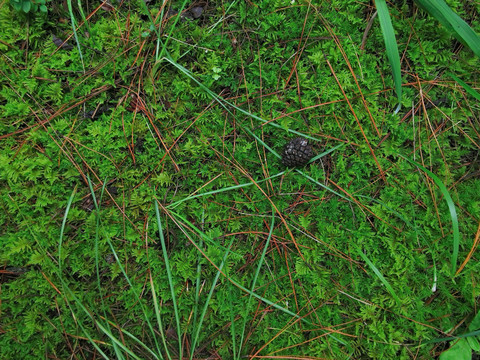 绿苔背景