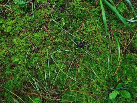 绿色苔藓