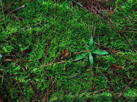 绿色苔藓