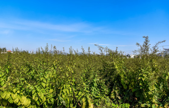 中草药种植