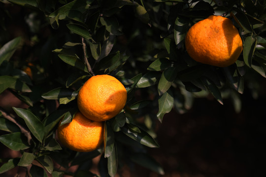 橘子成熟时