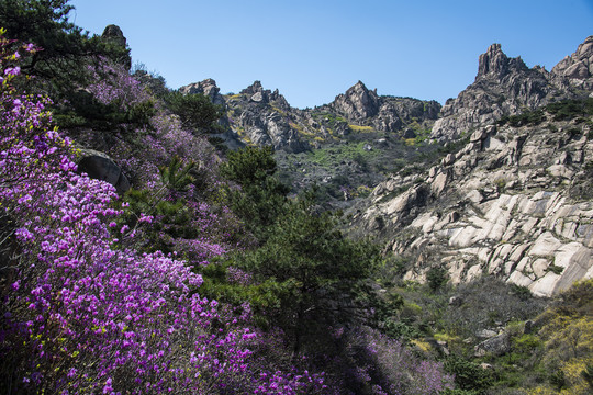 青岛大珠山杜鹃花蓝荆子漫山遍野