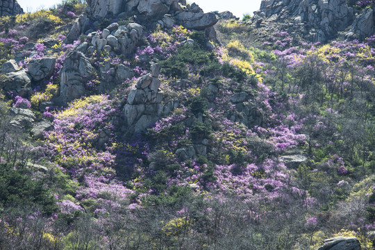 青岛大珠山杜鹃花蓝荆子漫山遍野