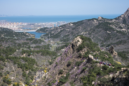 青岛大珠山杜鹃花蓝荆子漫山遍野