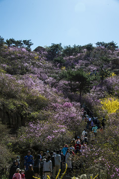 青岛大珠山杜鹃花观花云径