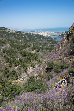 青岛大珠山杜鹃花观花云径