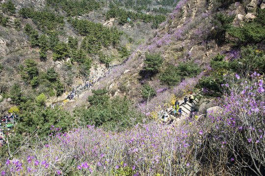 青岛大珠山杜鹃花观花云径