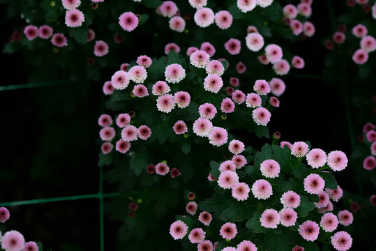 秋天的菊花