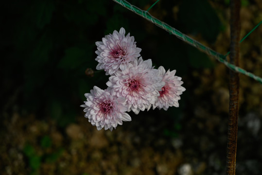 秋天的菊花