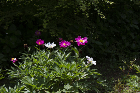 芍药花