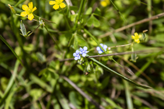 小草花