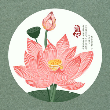 國(guó)畫荷花花卉