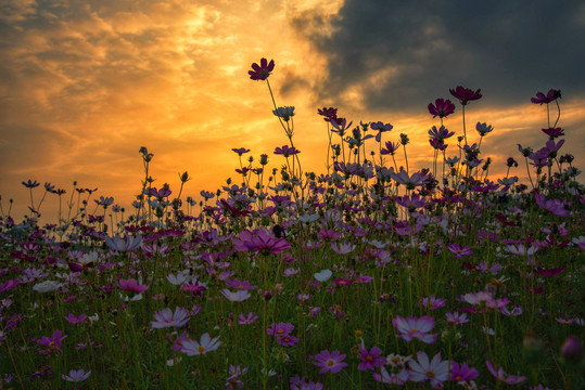 格桑花