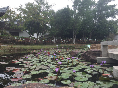 荷花莲花风景