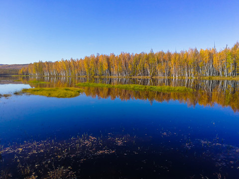 湖泊白桦林秋季