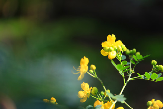 双荚决明花