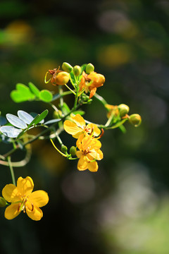 双荚决明花