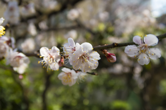 樱花