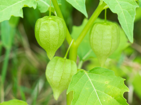 茄科植物小酸浆