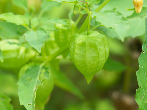 茄科植物小酸浆