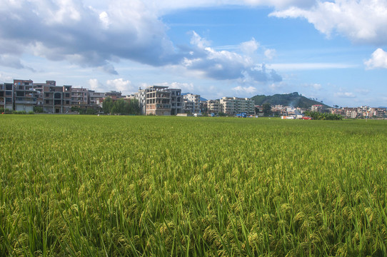 农业粮食基地