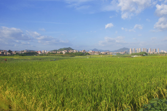 蓝天绿野水稻田