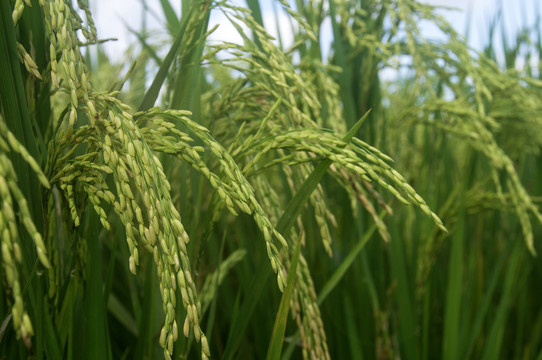 沉甸甸的水稻稻穗