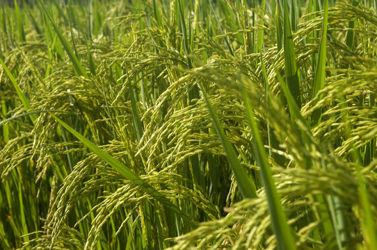 杂交水稻稻穗