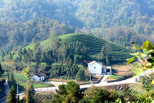 茶山