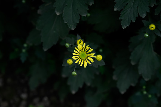 秋天的菊花