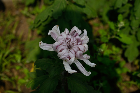 秋天的菊花