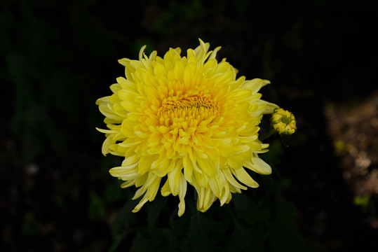 秋天的菊花