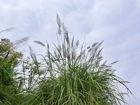 芦苇素材