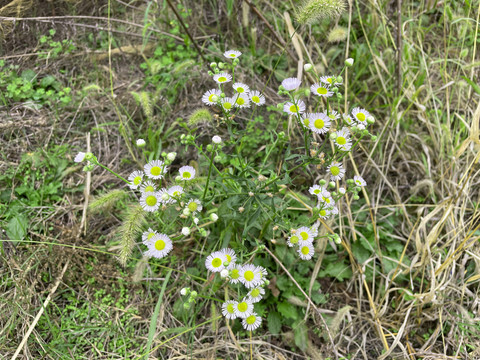 野菊花