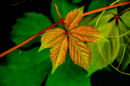 紅葉