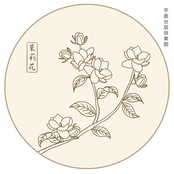 手绘茉莉花线描