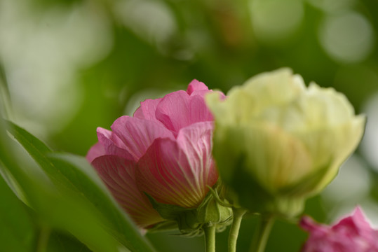 木芙蓉