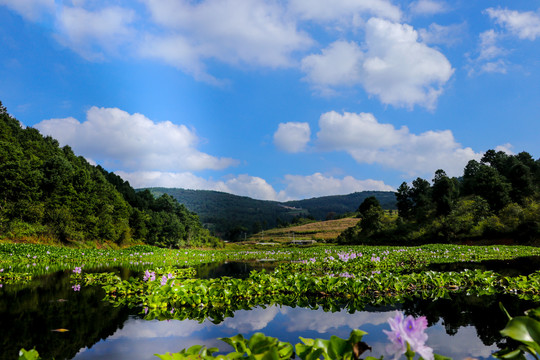 池塘中漂亮的水葫芦花