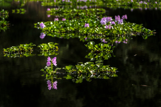 池塘中漂亮的水葫芦花