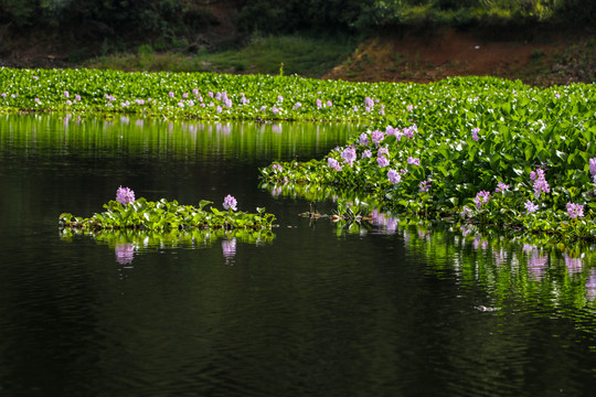 池塘中漂亮的水葫芦花