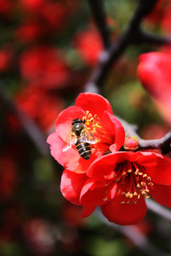 蜜蜂采蜜