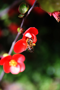 蜜蜂采蜜