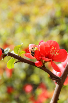 蜜蜂采蜜