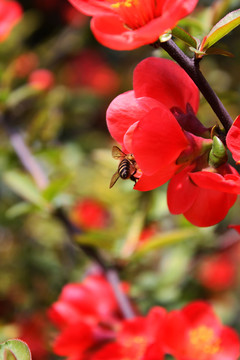 蜜蜂采蜜