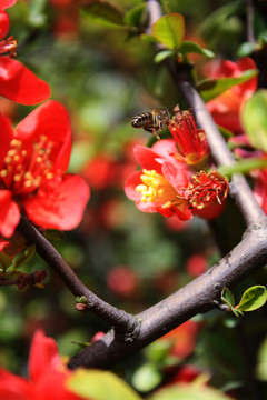 蜜蜂采蜜