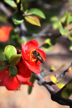 蜜蜂采蜜