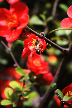 蜜蜂采蜜